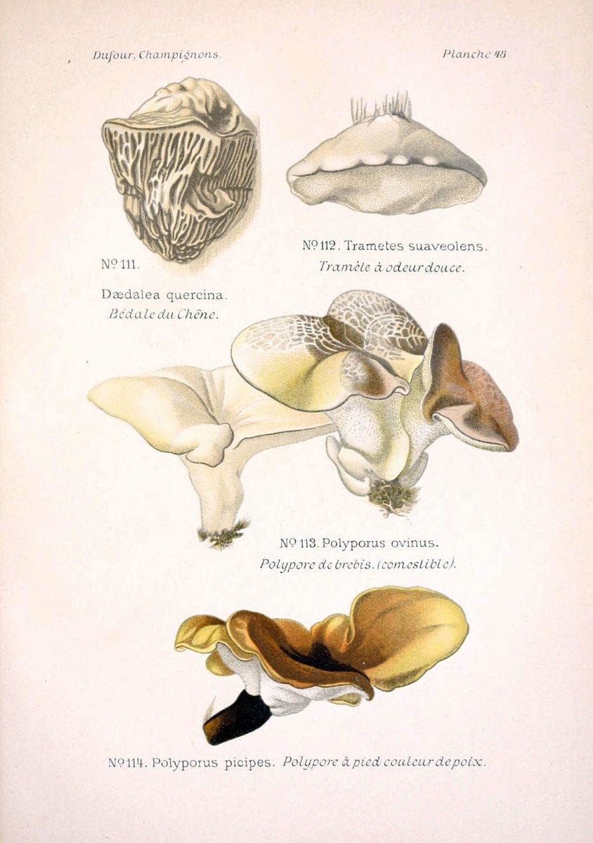 Atlas des champignons comestibles et veÃŒÂneÃŒÂneuxParisP. Klincksieck,1891. |  | Vintage Print Reproduction 459585