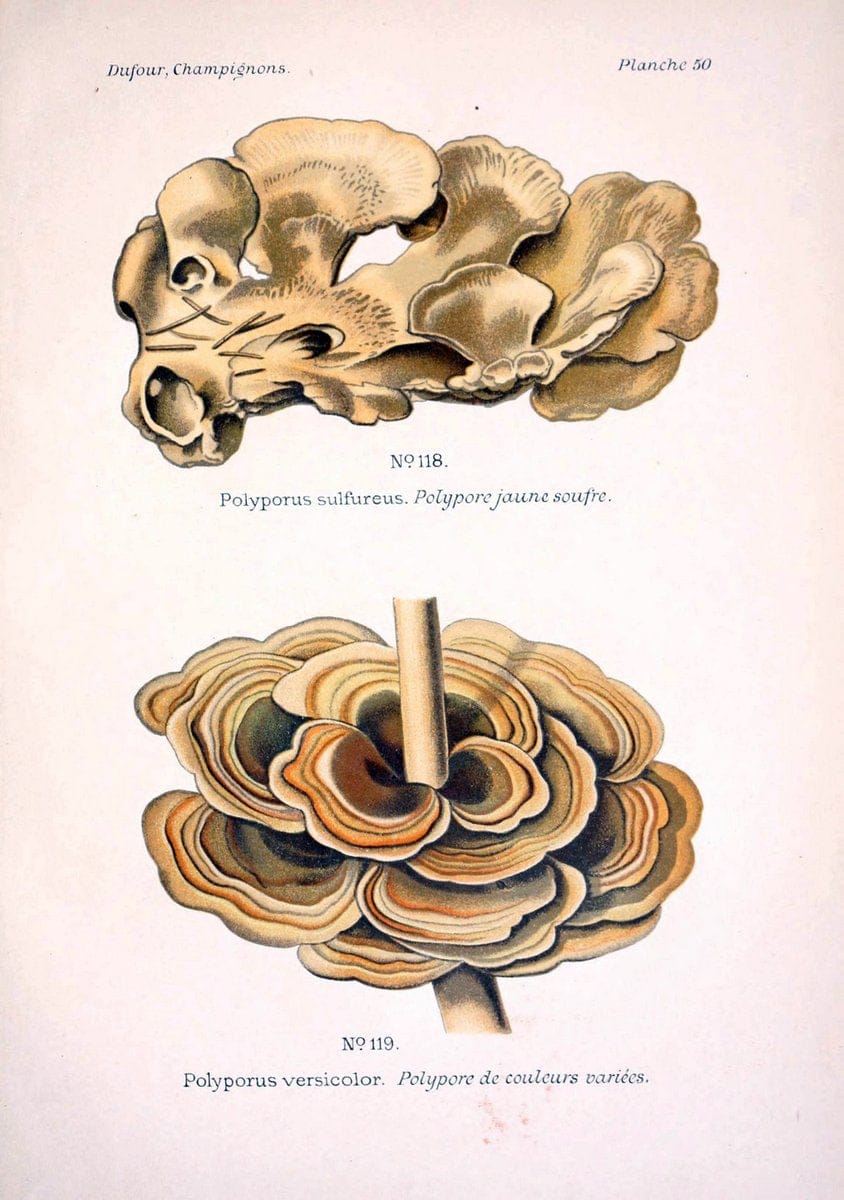 Atlas des champignons comestibles et veÃŒÂneÃŒÂneuxParisP. Klincksieck,1891. |  | Vintage Print Reproduction 459587