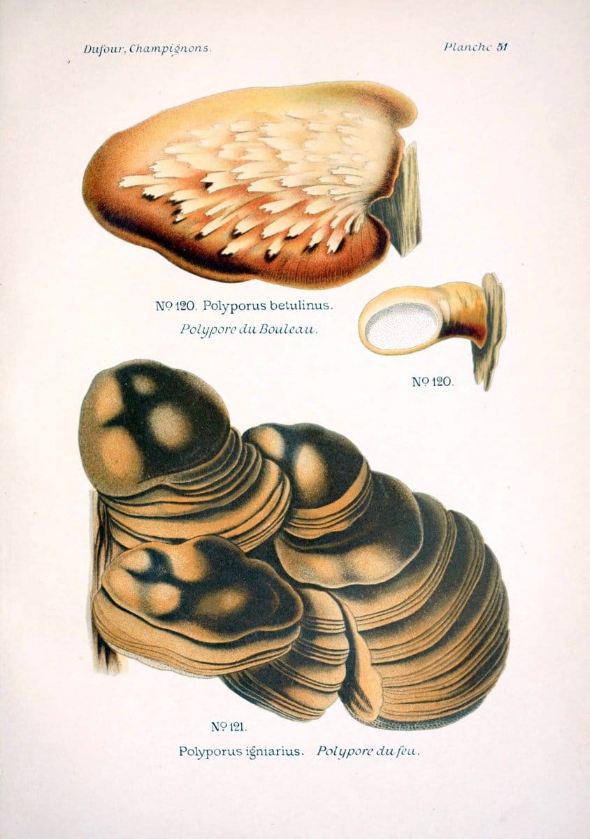 Atlas des champignons comestibles et veÃŒÂneÃŒÂneuxParisP. Klincksieck,1891. |  | Vintage Print Reproduction 459588