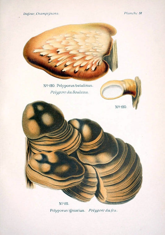 Atlas des champignons comestibles et veÃŒÂneÃŒÂneuxParisP. Klincksieck,1891. |  | Vintage Print Reproduction 459588