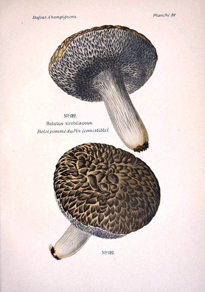 Atlas des champignons comestibles et veÃŒÂneÃŒÂneuxParisP. Klincksieck,1891. |  | Vintage Print Reproduction 459589