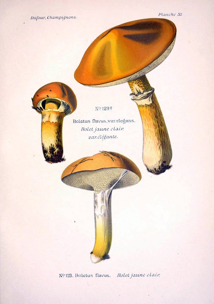 Atlas des champignons comestibles et veÃŒÂneÃŒÂneuxParisP. Klincksieck,1891. |  | Vintage Print Reproduction 459590