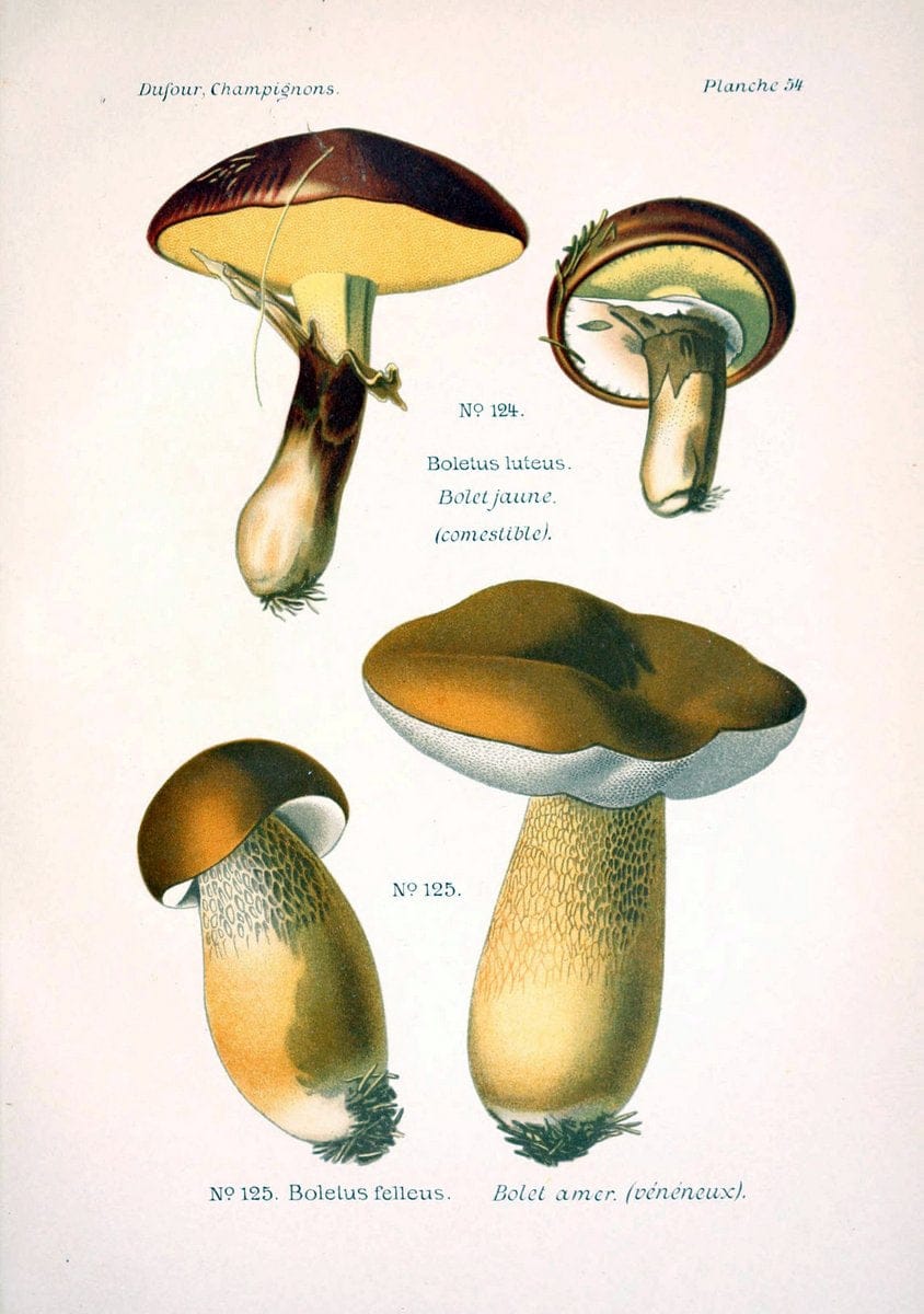 Atlas des champignons comestibles et veÃŒÂneÃŒÂneuxParisP. Klincksieck,1891. |  | Vintage Print Reproduction 459591