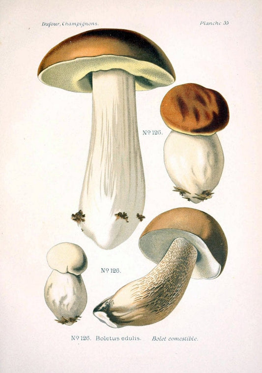 Atlas des champignons comestibles et veÃŒÂneÃŒÂneuxParisP. Klincksieck,1891. |  | Vintage Print Reproduction 459592