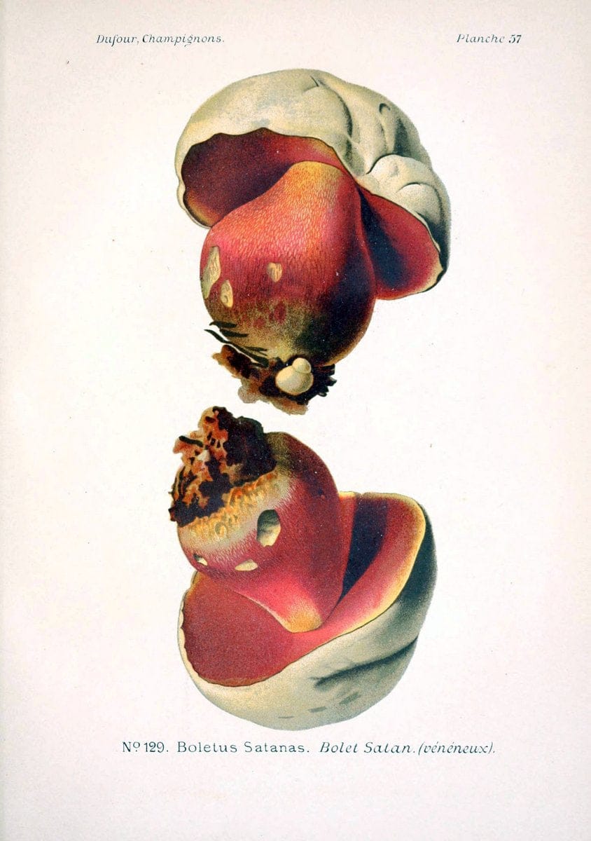 Atlas des champignons comestibles et veÃŒÂneÃŒÂneuxParisP. Klincksieck,1891. |  | Vintage Print Reproduction 459594