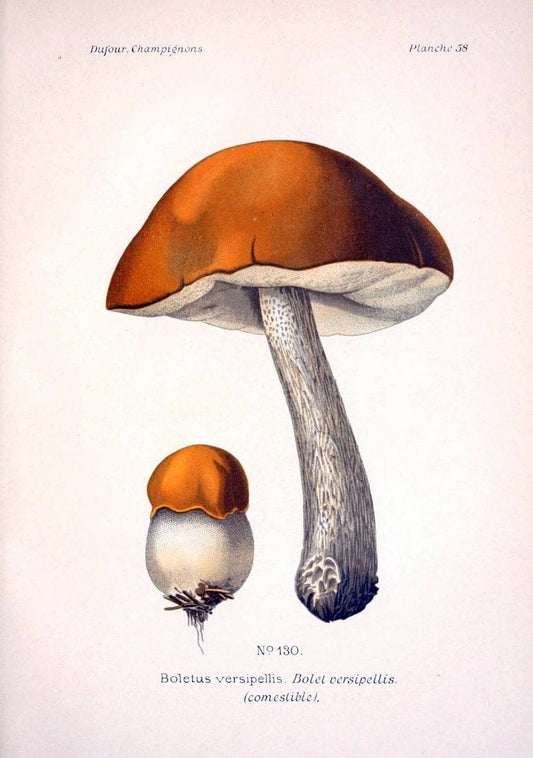 Atlas des champignons comestibles et veÃŒÂneÃŒÂneuxParisP. Klincksieck,1891. |  | Vintage Print Reproduction 459595