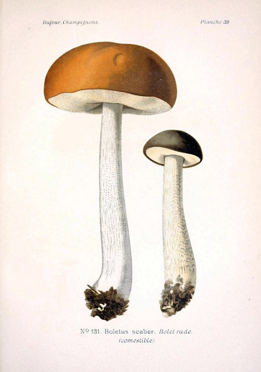 Atlas des champignons comestibles et veÃŒÂneÃŒÂneuxParisP. Klincksieck,1891. |  | Vintage Print Reproduction 459596