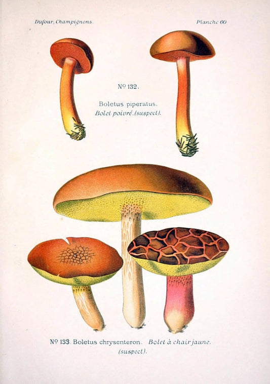 Atlas des champignons comestibles et veÃŒÂneÃŒÂneuxParisP. Klincksieck,1891. |  | Vintage Print Reproduction 459597