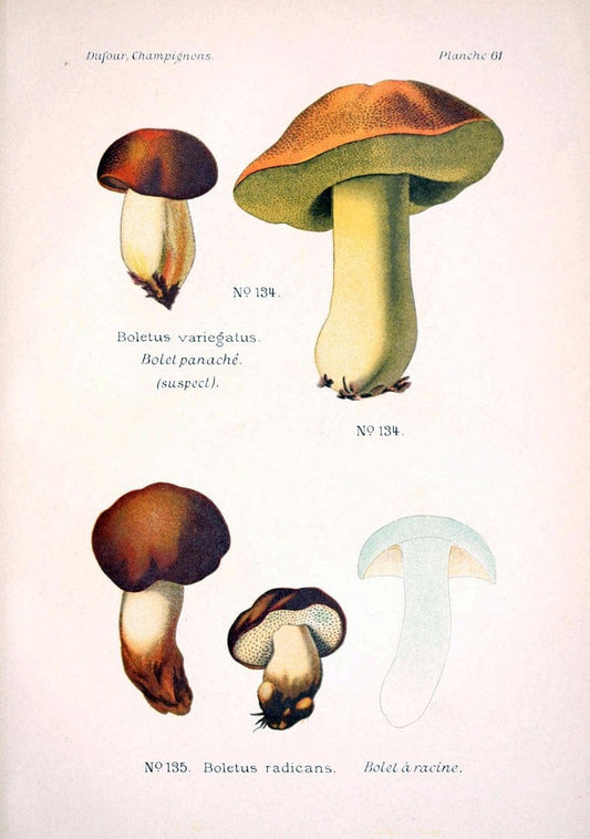 Atlas des champignons comestibles et veÃŒÂneÃŒÂneuxParisP. Klincksieck,1891. |  | Vintage Print Reproduction 459598
