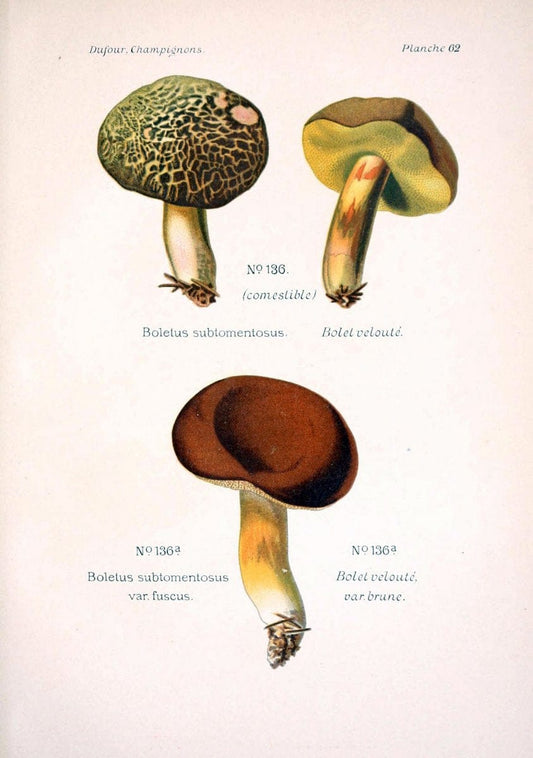 Atlas des champignons comestibles et veÃŒÂneÃŒÂneuxParisP. Klincksieck,1891. |  | Vintage Print Reproduction 459599