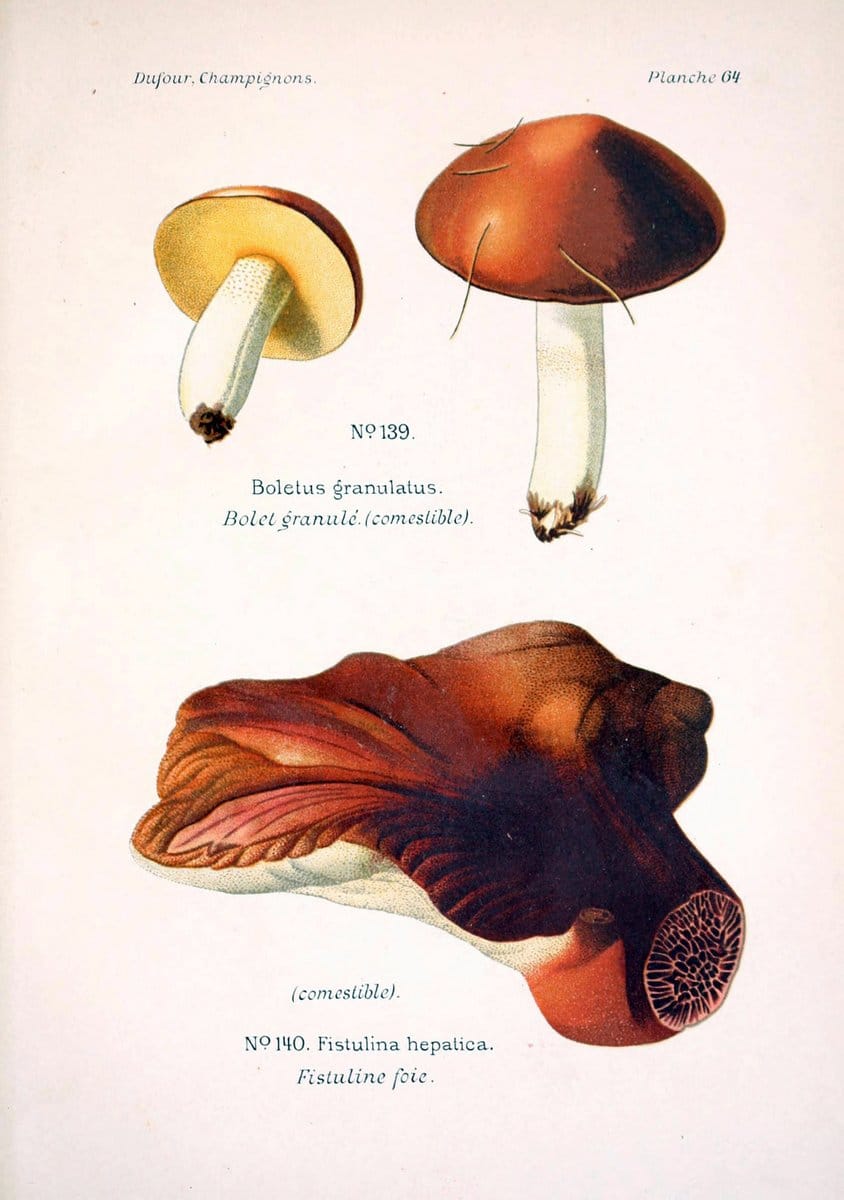 Atlas des champignons comestibles et veÃŒÂneÃŒÂneuxParisP. Klincksieck,1891. |  | Vintage Print Reproduction 459601