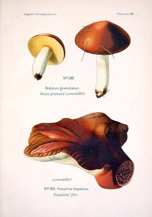 Atlas des champignons comestibles et veÃŒÂneÃŒÂneuxParisP. Klincksieck,1891. |  | Vintage Print Reproduction 459601