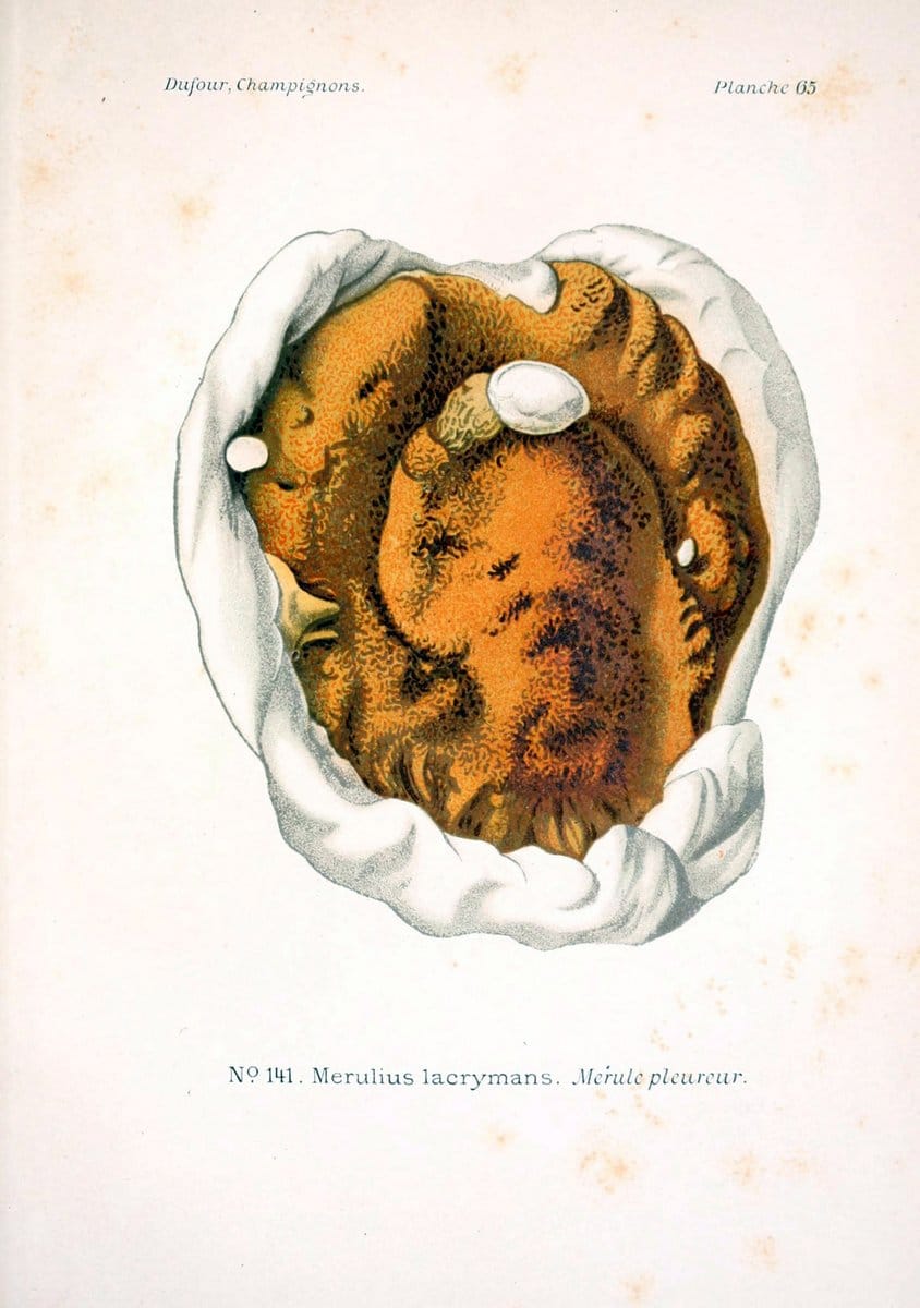 Atlas des champignons comestibles et veÃŒÂneÃŒÂneuxParisP. Klincksieck,1891. |  | Vintage Print Reproduction 459602