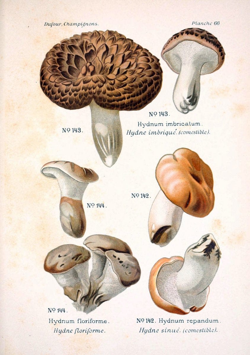 Atlas des champignons comestibles et veÃŒÂneÃŒÂneuxParisP. Klincksieck,1891. |  | Vintage Print Reproduction 459603