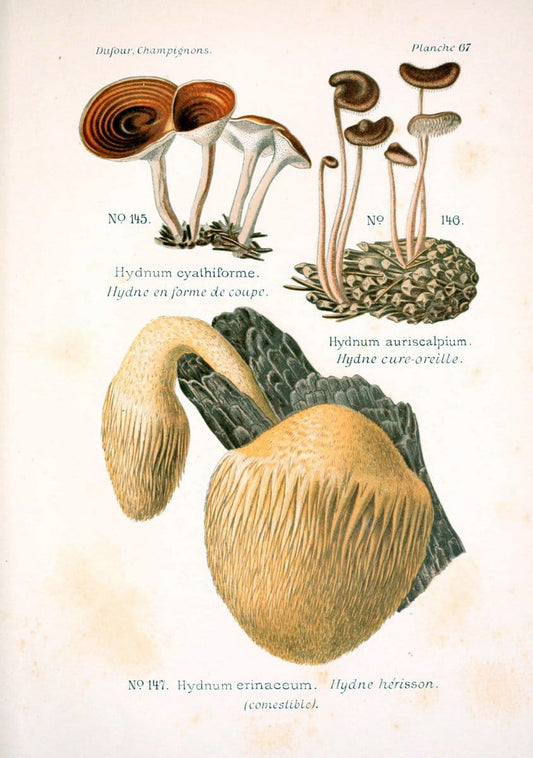 Atlas des champignons comestibles et veÃŒÂneÃŒÂneuxParisP. Klincksieck,1891. |  | Vintage Print Reproduction 459604