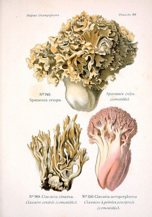 Atlas des champignons comestibles et veÃŒÂneÃŒÂneuxParisP. Klincksieck,1891. |  | Vintage Print Reproduction 459605