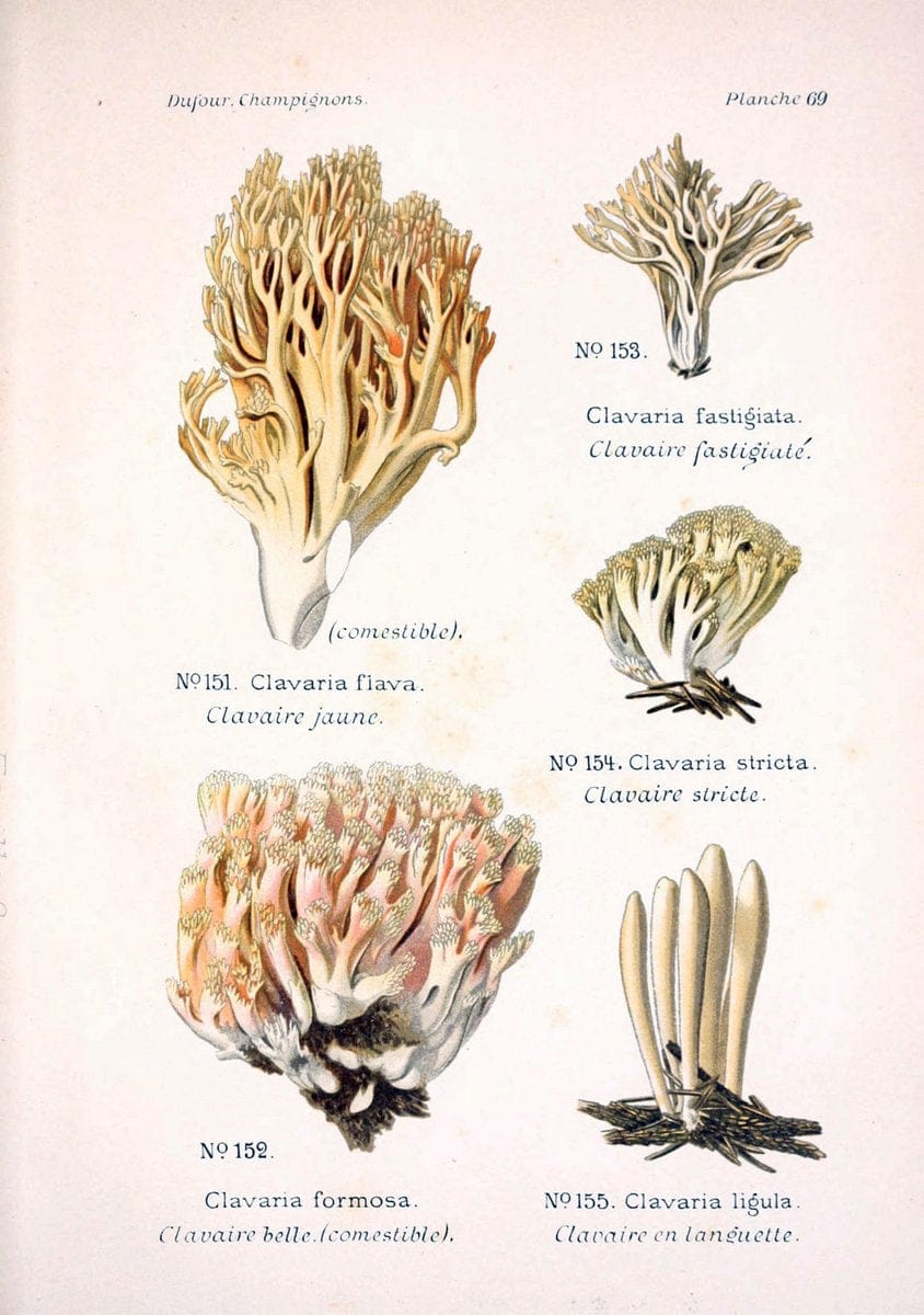 Atlas des champignons comestibles et veÃŒÂneÃŒÂneuxParisP. Klincksieck,1891. |  | Vintage Print Reproduction 459606