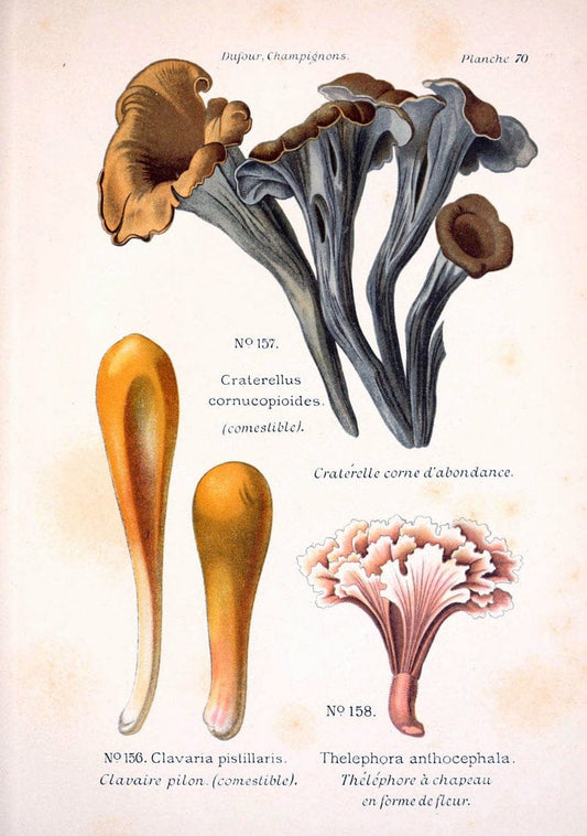 Atlas des champignons comestibles et veÃŒÂneÃŒÂneuxParisP. Klincksieck,1891. |  | Vintage Print Reproduction 459607