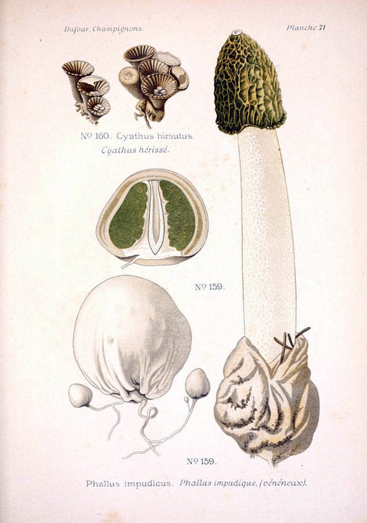 Atlas des champignons comestibles et veÃŒÂneÃŒÂneuxParisP. Klincksieck,1891. |  | Vintage Print Reproduction 459608