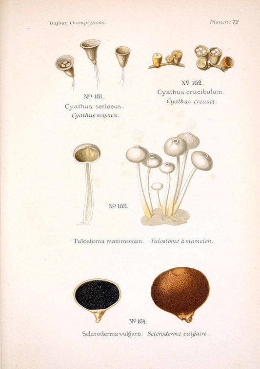 Atlas des champignons comestibles et veÃŒÂneÃŒÂneuxParisP. Klincksieck,1891. |  | Vintage Print Reproduction 459609