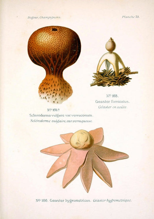 Atlas des champignons comestibles et veÃŒÂneÃŒÂneuxParisP. Klincksieck,1891. |  | Vintage Print Reproduction 459610