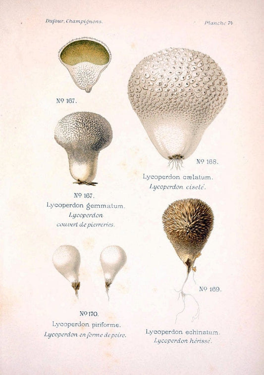 Atlas des champignons comestibles et veÃŒÂneÃŒÂneuxParisP. Klincksieck,1891. |  | Vintage Print Reproduction 459611