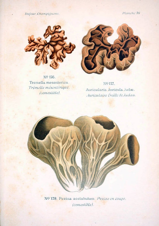 Atlas des champignons comestibles et veÃŒÂneÃŒÂneuxParisP. Klincksieck,1891. |  | Vintage Print Reproduction 459613