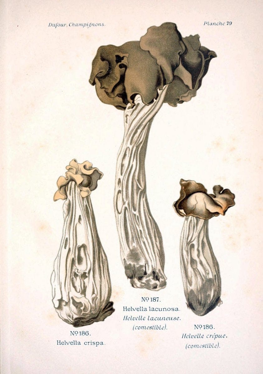 Atlas des champignons comestibles et veÃŒÂneÃŒÂneuxParisP. Klincksieck,1891. |  | Vintage Print Reproduction 459616