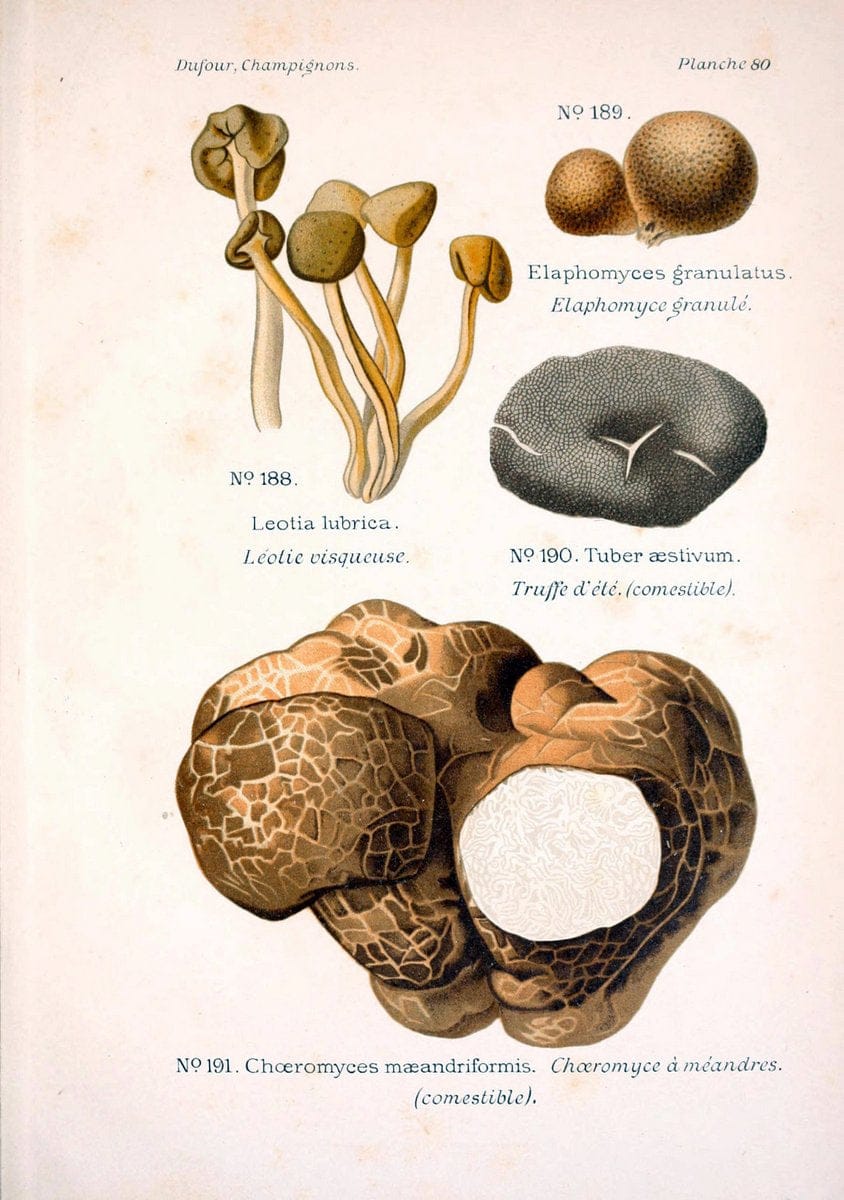 Atlas des champignons comestibles et veÃŒÂneÃŒÂneuxParisP. Klincksieck,1891. |  | Vintage Print Reproduction 459617
