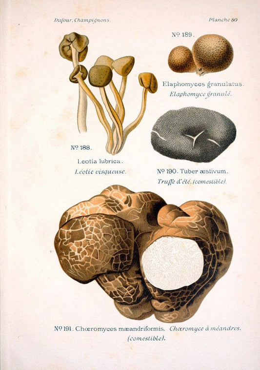 Atlas des champignons comestibles et veÃŒÂneÃŒÂneuxParisP. Klincksieck,1891. |  | Vintage Print Reproduction 459617