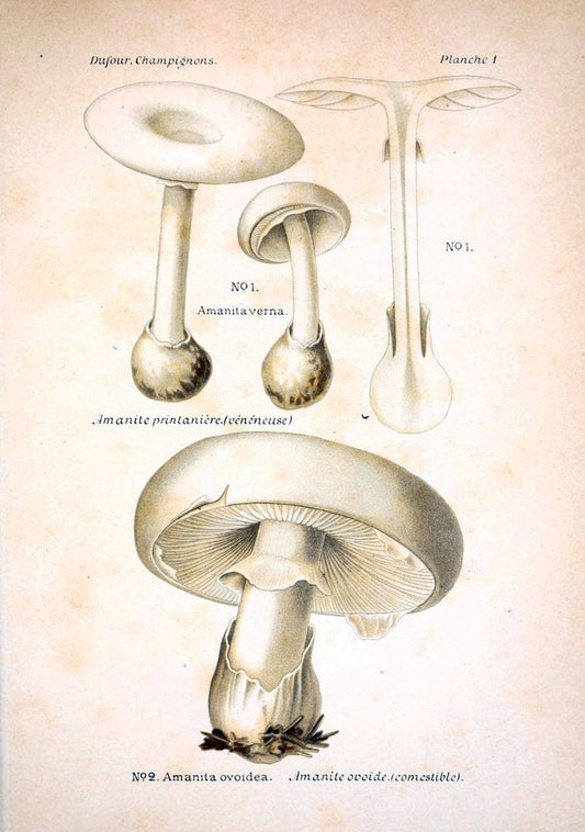 Atlas des champignons comestibles et veÃŒÂneÃŒÂneuxParisP. Klincksieck,1891. |  | Vintage Print Reproduction 459618