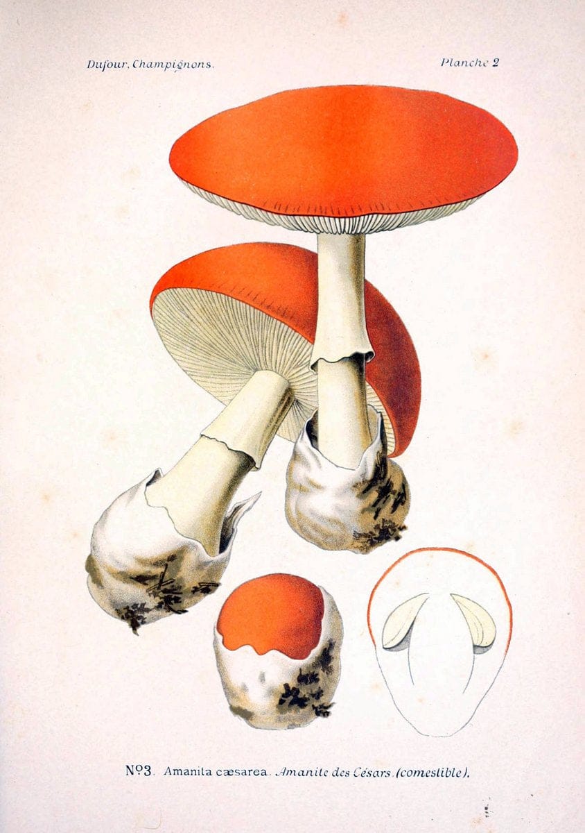 Atlas des champignons comestibles et veÃŒÂneÃŒÂneuxParisP. Klincksieck,1891. |  | Vintage Print Reproduction 459619