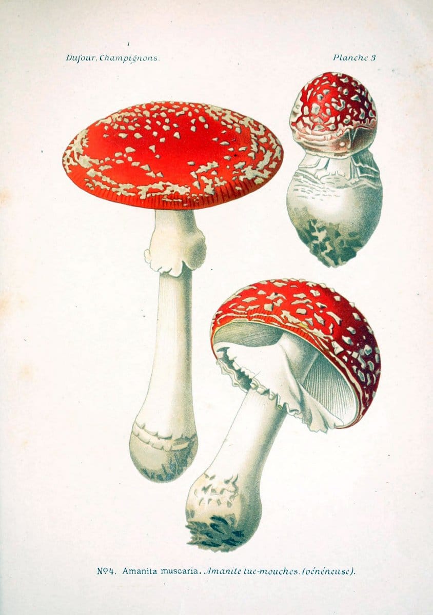 Atlas des champignons comestibles et veÃŒÂneÃŒÂneuxParisP. Klincksieck,1891. |  | Vintage Print Reproduction 459620