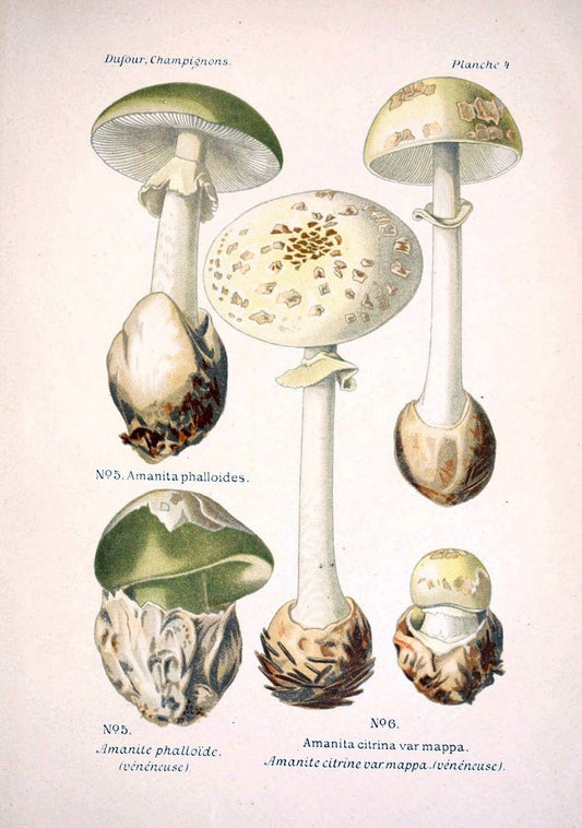 Atlas des champignons comestibles et veÃŒÂneÃŒÂneuxParisP. Klincksieck,1891. |  | Vintage Print Reproduction 459621