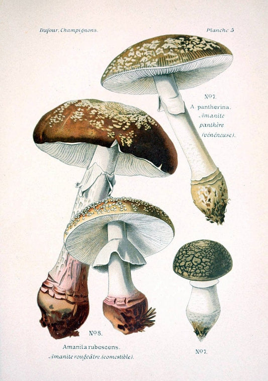 Atlas des champignons comestibles et veÃŒÂneÃŒÂneuxParisP. Klincksieck,1891. |  | Vintage Print Reproduction 459622