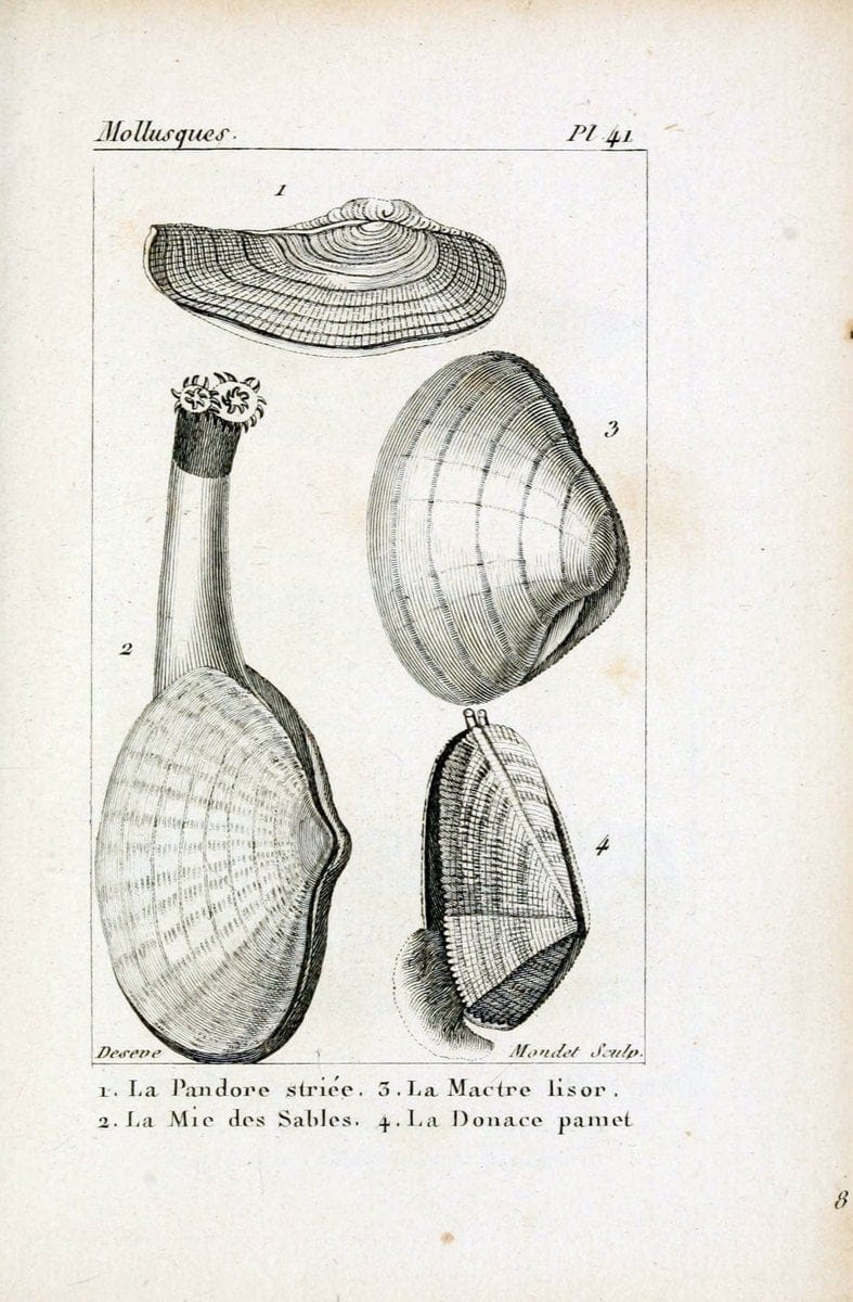 Atlas des mollusquesParis :Roret, libraire, Rue Hautefeuille, au coin de celle du battoir,[182-] | "Pictorial works" Shells SIL | Vintage Print Reproduction 459623