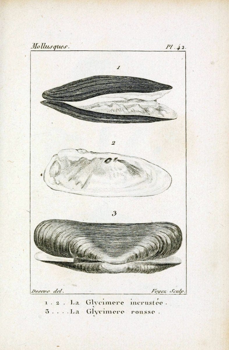 Atlas des mollusquesParis :Roret, libraire, Rue Hautefeuille, au coin de celle du battoir,[182-] | "Pictorial works" Shells SIL | Vintage Print Reproduction 459624