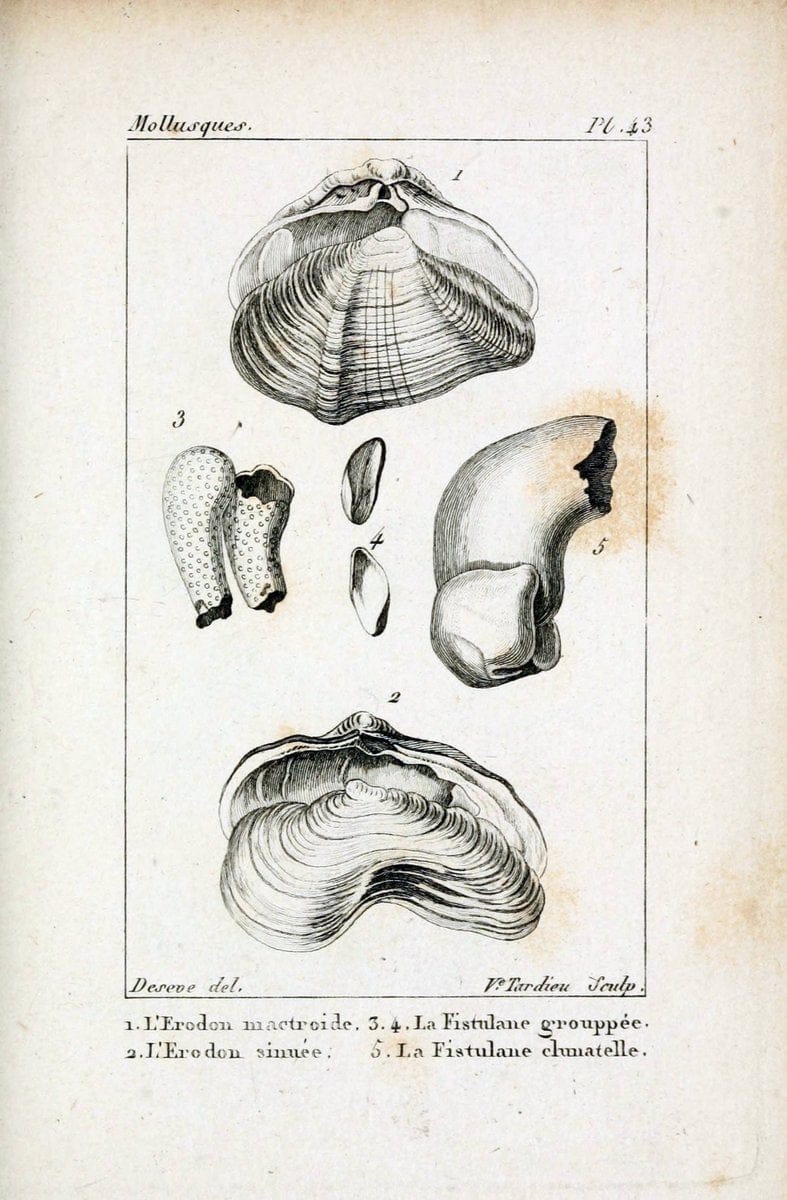 Atlas des mollusquesParis :Roret, libraire, Rue Hautefeuille, au coin de celle du battoir,[182-] | "Pictorial works" Shells SIL | Vintage Print Reproduction 459625