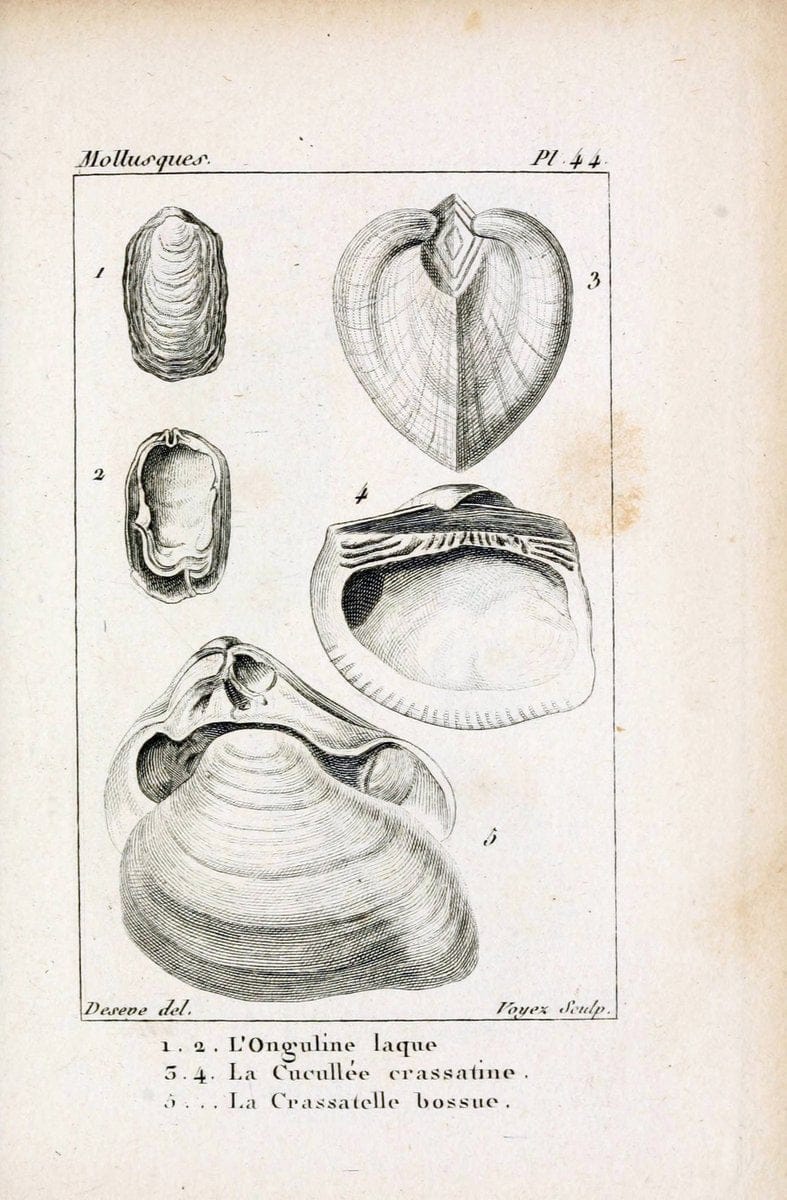 Atlas des mollusquesParis :Roret, libraire, Rue Hautefeuille, au coin de celle du battoir,[182-] | "Pictorial works" Shells SIL | Vintage Print Reproduction 459626