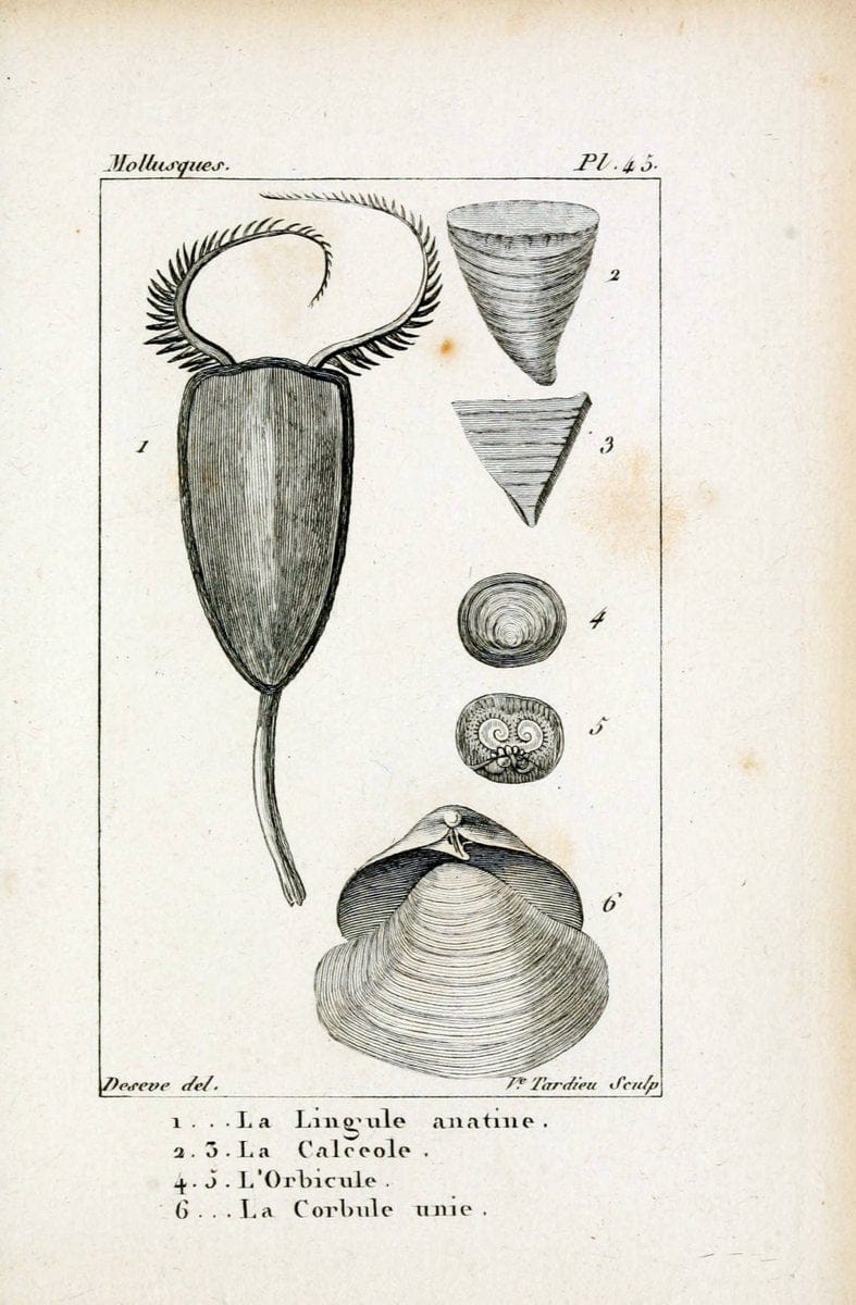 Atlas des mollusquesParis :Roret, libraire, Rue Hautefeuille, au coin de celle du battoir,[182-] | "Pictorial works" Shells SIL | Vintage Print Reproduction 459627