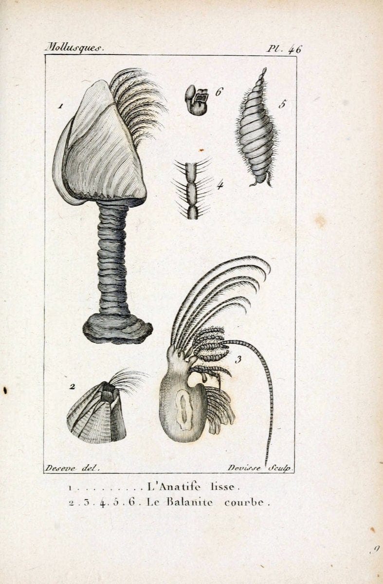 Atlas des mollusquesParis :Roret, libraire, Rue Hautefeuille, au coin de celle du battoir,[182-] | "Pictorial works" Shells SIL | Vintage Print Reproduction 459628