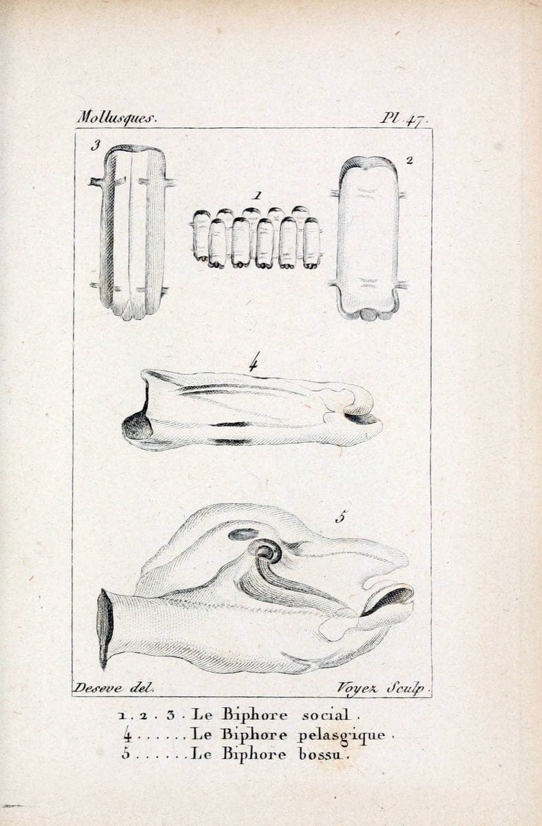 Atlas des mollusquesParis :Roret, libraire, Rue Hautefeuille, au coin de celle du battoir,[182-] | "Pictorial works" Shells SIL | Vintage Print Reproduction 459629