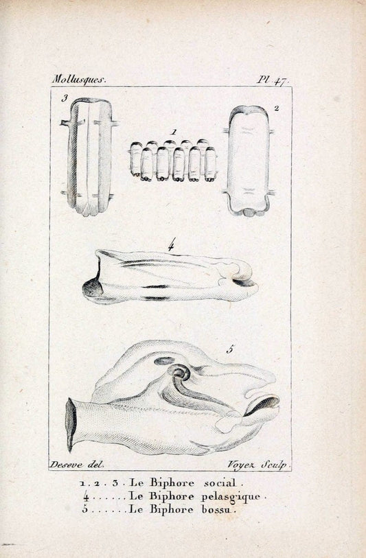 Atlas des mollusquesParis :Roret, libraire, Rue Hautefeuille, au coin de celle du battoir,[182-] | "Pictorial works" Shells SIL | Vintage Print Reproduction 459629