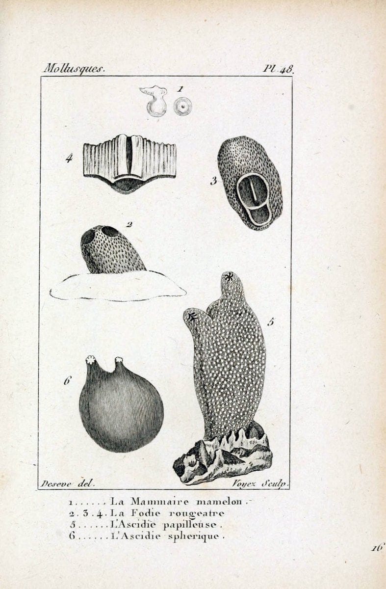 Atlas des mollusquesParis :Roret, libraire, Rue Hautefeuille, au coin de celle du battoir,[182-] | "Pictorial works" Shells SIL | Vintage Print Reproduction 459630