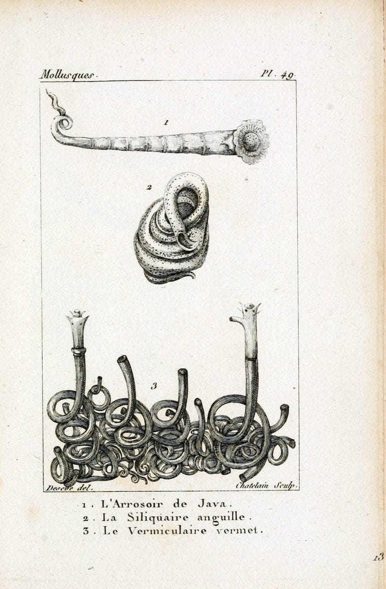 Atlas des mollusquesParis :Roret, libraire, Rue Hautefeuille, au coin de celle du battoir,[182-] | "Pictorial works" Shells SIL | Vintage Print Reproduction 459631