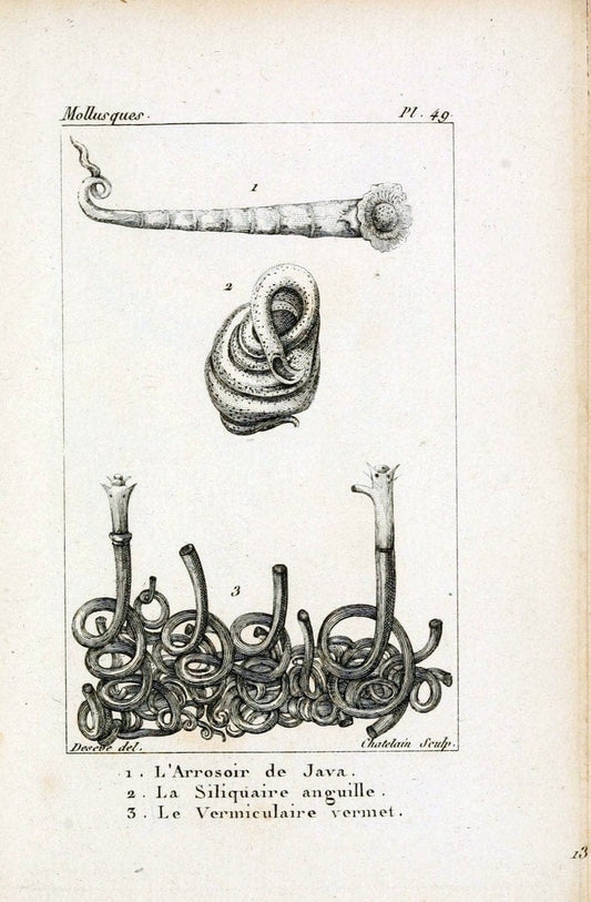 Atlas des mollusquesParis :Roret, libraire, Rue Hautefeuille, au coin de celle du battoir,[182-] | "Pictorial works" Shells SIL | Vintage Print Reproduction 459631