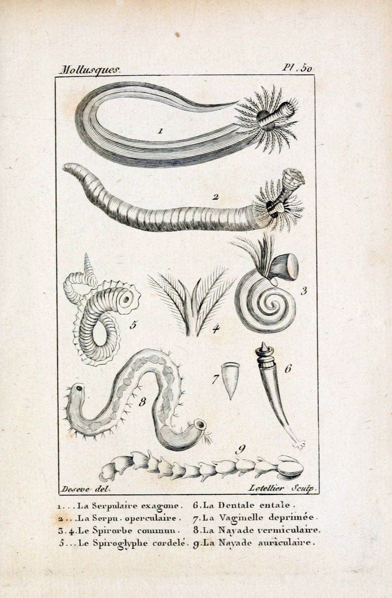 Atlas des mollusquesParis :Roret, libraire, Rue Hautefeuille, au coin de celle du battoir,[182-] | "Pictorial works" Shells SIL | Vintage Print Reproduction 459632