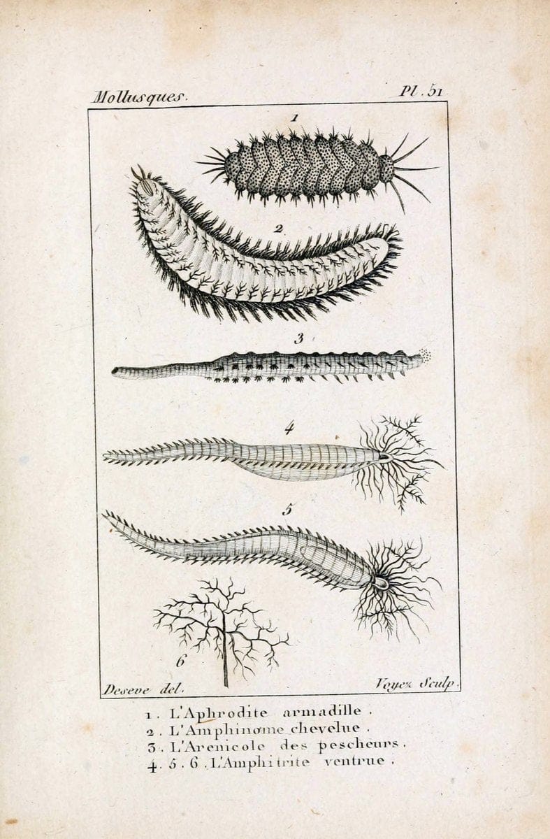 Atlas des mollusquesParis :Roret, libraire, Rue Hautefeuille, au coin de celle du battoir,[182-] | "Pictorial works" Shells SIL | Vintage Print Reproduction 459633