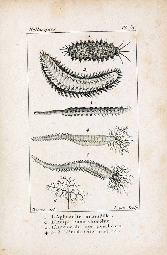 Atlas des mollusquesParis :Roret, libraire, Rue Hautefeuille, au coin de celle du battoir,[182-] | "Pictorial works" Shells SIL | Vintage Print Reproduction 459633