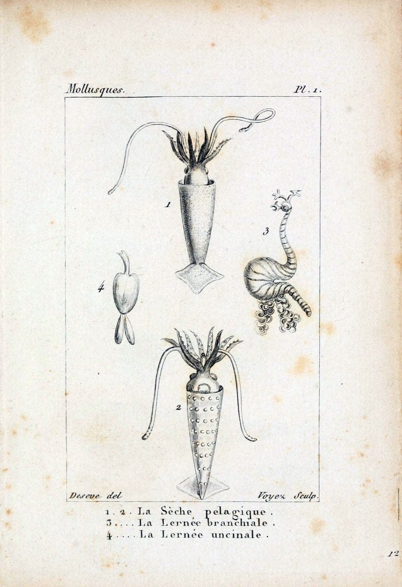 Atlas des mollusquesParis :Roret, libraire, Rue Hautefeuille, au coin de celle du battoir,[182-] | "Pictorial works" Shells SIL | Vintage Print Reproduction 459634